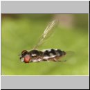 Platycheirus albimanus - Schwebfliege w02.jpg